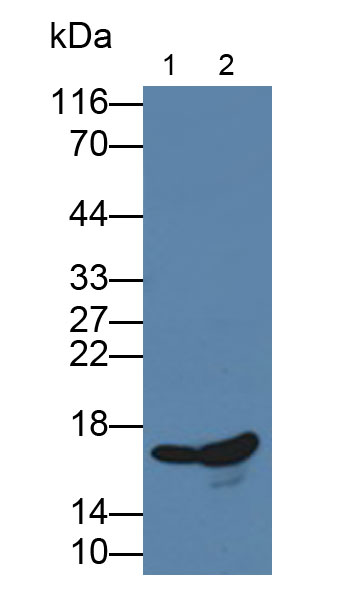 Monoclonal Antibody to Cyclophilin A (CYPA)