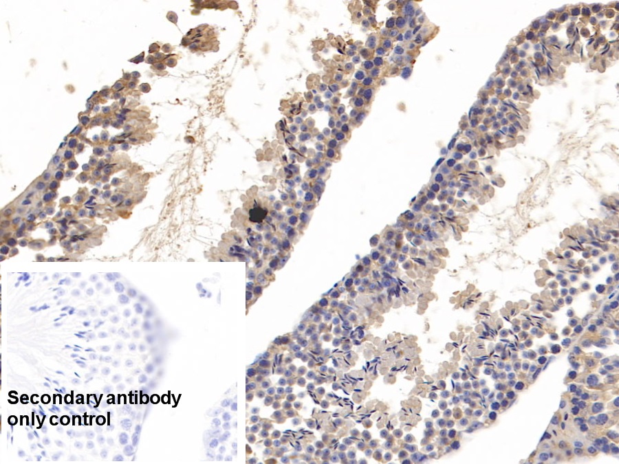 Monoclonal Antibody to Cyclophilin A (CYPA)