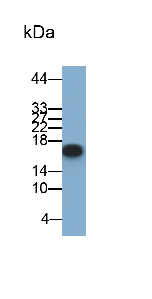 Monoclonal Antibody to Cyclophilin A (CYPA)