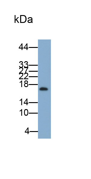 Monoclonal Antibody to Cyclophilin A (CYPA)