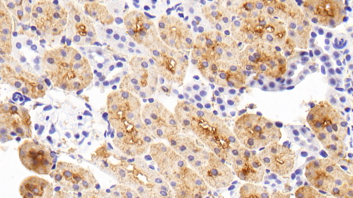 Monoclonal Antibody to Cyclophilin A (CYPA)