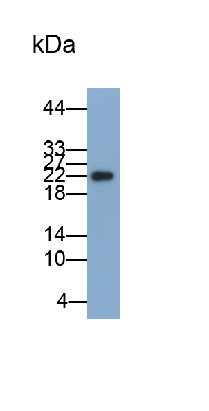 Monoclonal Antibody to Cyclophilin A (CYPA)