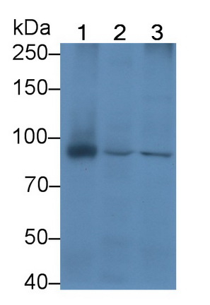 Monoclonal Antibody to Beta Catenin (β-catenin)