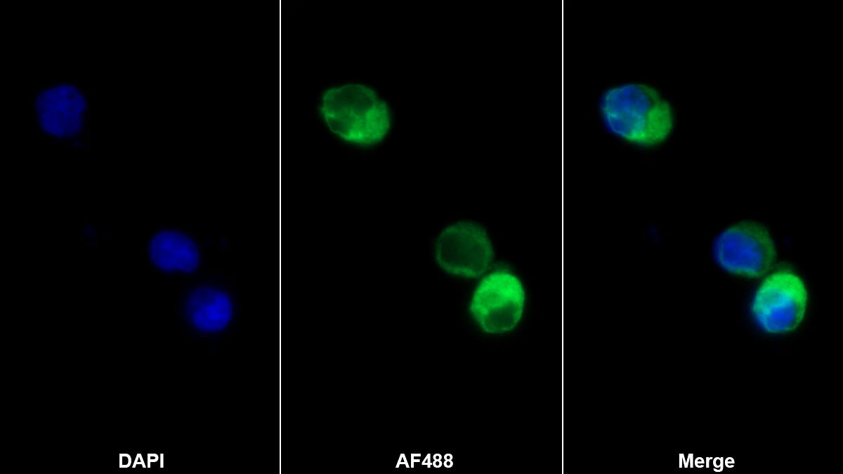 Monoclonal Antibody to Integrin Alpha 2B (ITGa2B)