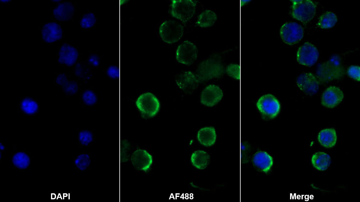 Monoclonal Antibody to Protein Tyrosine Phosphatase Receptor Type C (CD45)