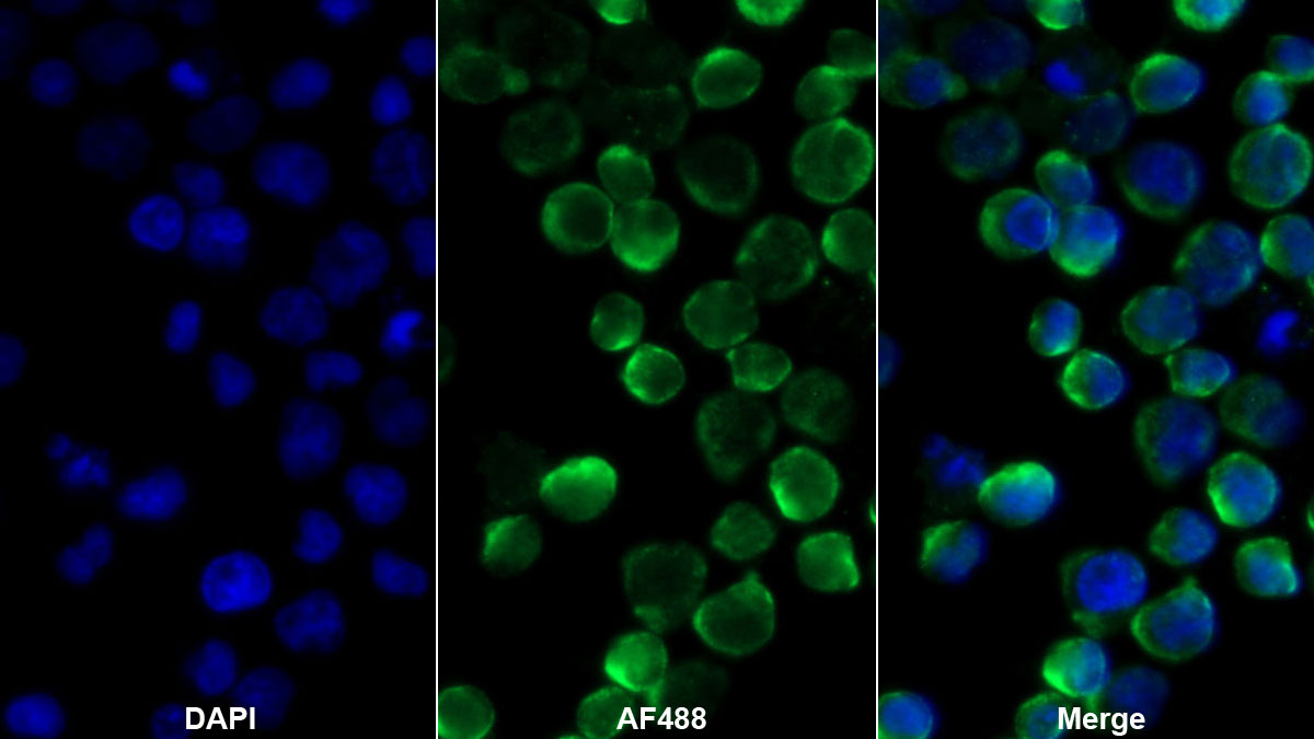 Monoclonal Antibody to Protein Tyrosine Phosphatase Receptor Type C (CD45)