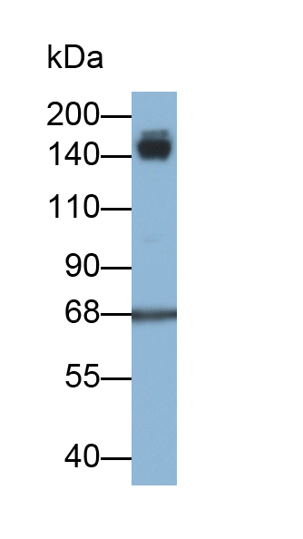 Monoclonal Antibody to Protein Tyrosine Phosphatase Receptor Type C (CD45)