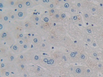 Monoclonal Antibody to Cholecystokinin 8 (CCK8)