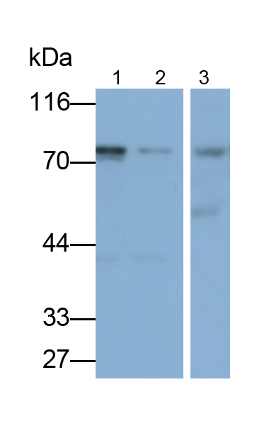 Monoclonal Antibody to Heat Shock 70kDa Protein 1 Like Protein (HSPA1L)