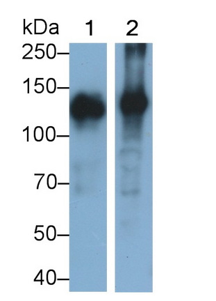 Monoclonal Antibody to Alanine Aminopeptidase (AAP)