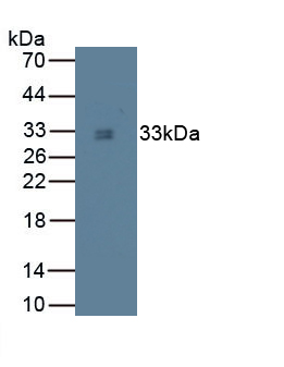 Monoclonal Antibody to Tryptase (TPS)