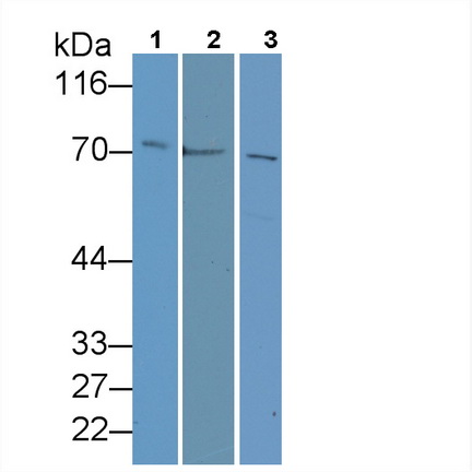 Monoclonal Antibody to Heat Shock 70kDa Protein 1A (HSPA1A)