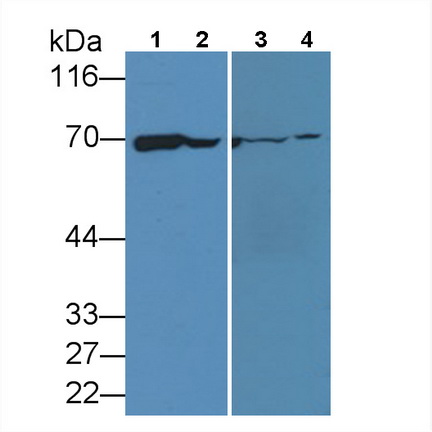 Monoclonal Antibody to Heat Shock 70kDa Protein 1A (HSPA1A)