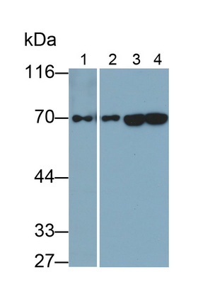 Monoclonal Antibody to Heat Shock 70kDa Protein 1A (HSPA1A)