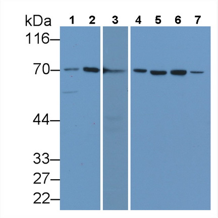 Monoclonal Antibody to Heat Shock 70kDa Protein 1A (HSPA1A)