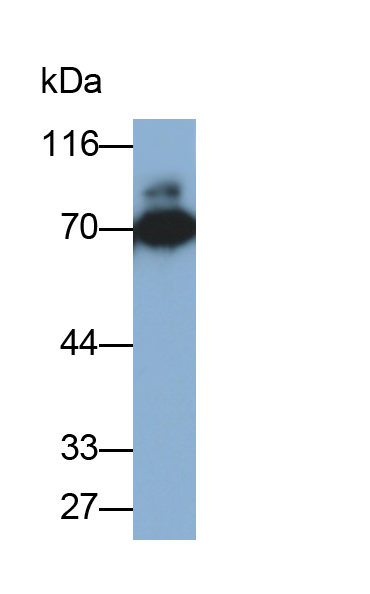 Monoclonal Antibody to Heat Shock 70kDa Protein 1A (HSPA1A)