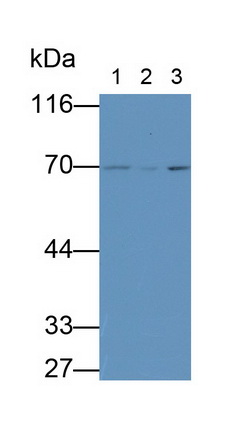 Monoclonal Antibody to Heat Shock 70kDa Protein 1A (HSPA1A)