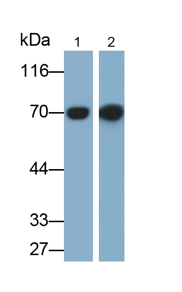 Monoclonal Antibody to Heat Shock 70kDa Protein 1A (HSPA1A)