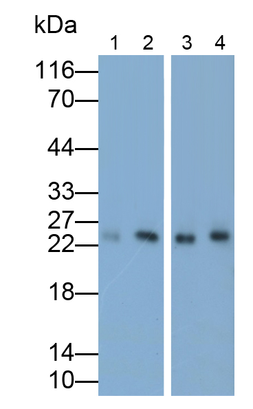 Monoclonal Antibody to Motility Related Protein (MRP1)