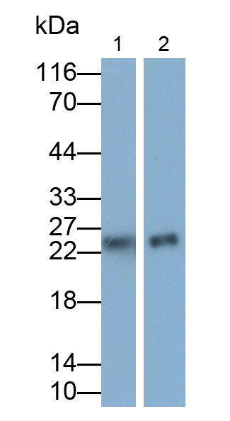 Monoclonal Antibody to Motility Related Protein (MRP1)