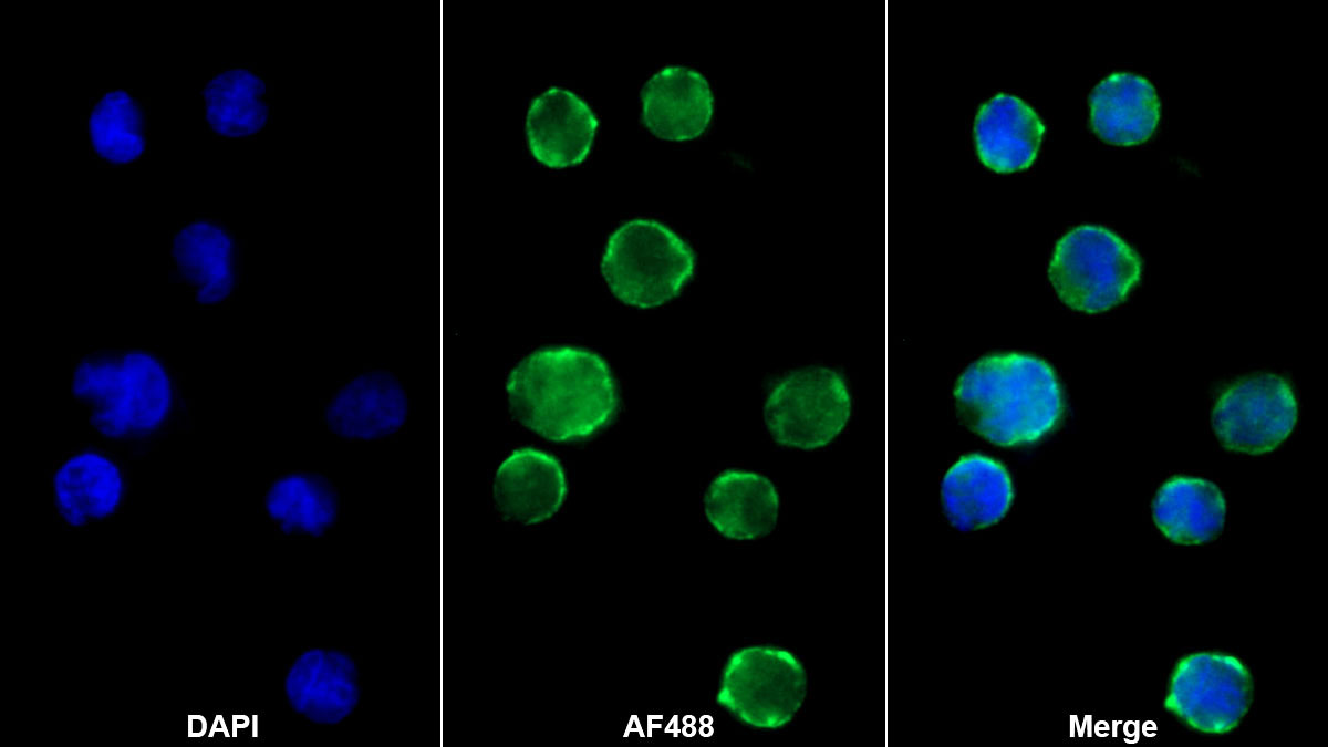 Monoclonal Antibody to Cluster Of Differentiation 8a (CD8a)