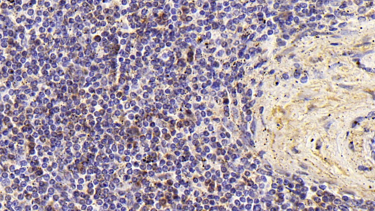 Monoclonal Antibody to Cluster Of Differentiation 8a (CD8a)