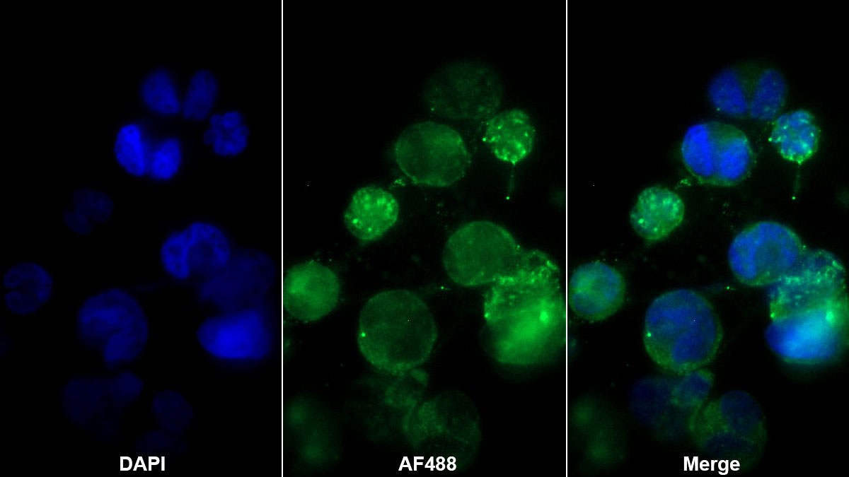 Monoclonal Antibody to Cluster Of Differentiation 8a (CD8a)