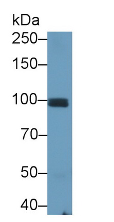 Monoclonal Antibody to Cadherin, Osteoblast (CDHOB)