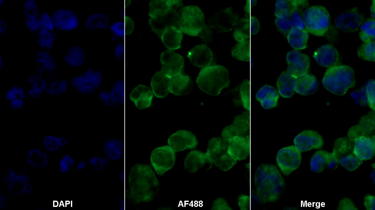 Monoclonal Antibody to Target Of The Antiproliferative Antibody 1 (TAPA1)