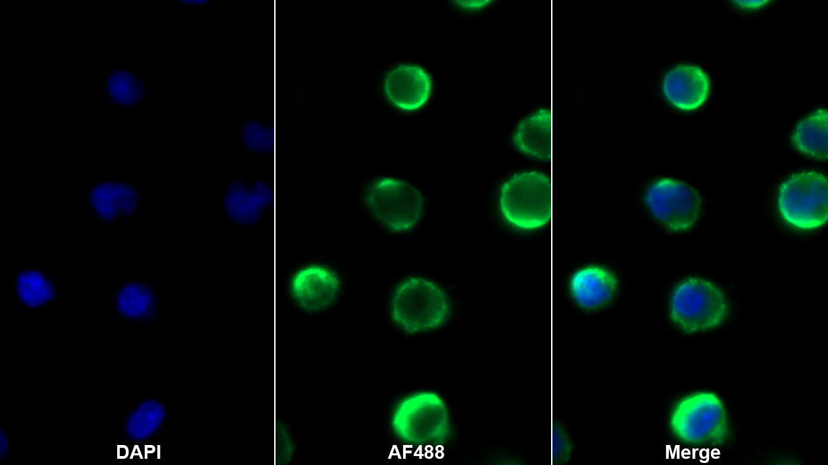 Monoclonal Antibody to Target Of The Antiproliferative Antibody 1 (TAPA1)