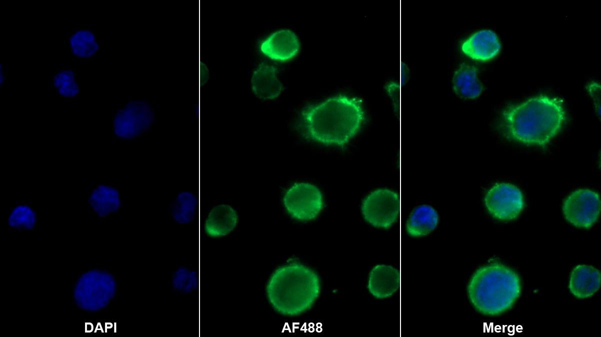 Monoclonal Antibody to Target Of The Antiproliferative Antibody 1 (TAPA1)