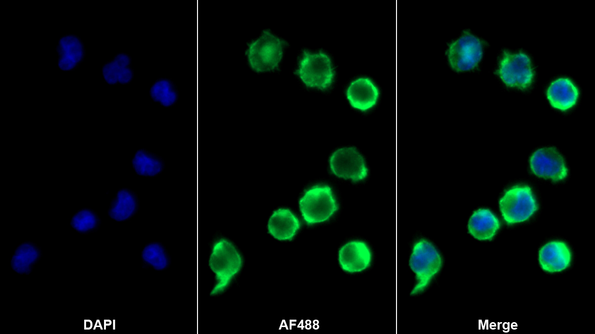 Monoclonal Antibody to Target Of The Antiproliferative Antibody 1 (TAPA1)