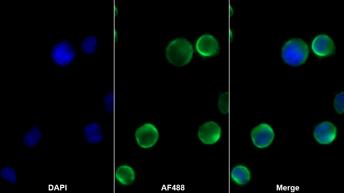 Monoclonal Antibody to Target Of The Antiproliferative Antibody 1 (TAPA1)