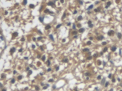 Monoclonal Antibody to VGF Nerve Growth Factor Inducible (VGF)