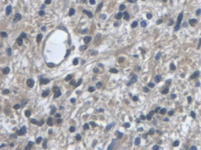 Monoclonal Antibody to VGF Nerve Growth Factor Inducible (VGF)