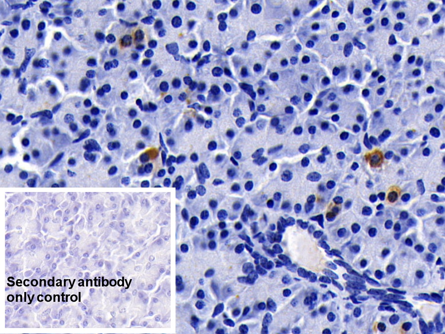 Monoclonal Antibody to Clusterin (CLU)