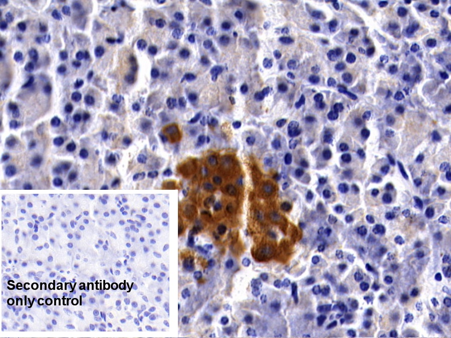 Monoclonal Antibody to Clusterin (CLU)