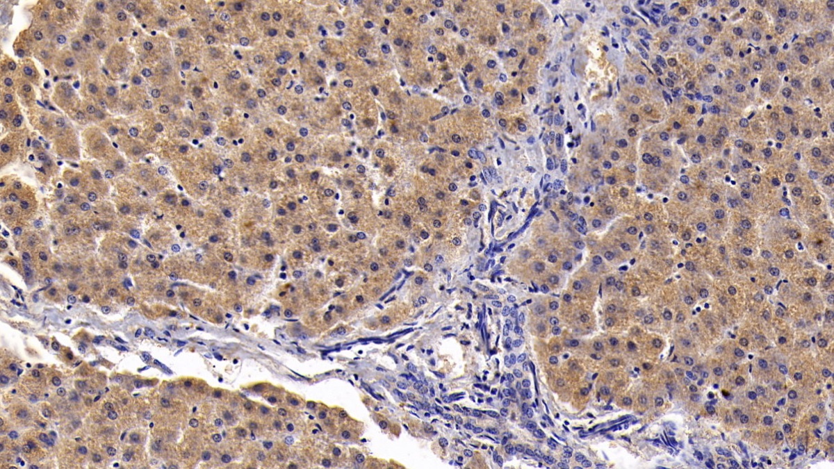 Monoclonal Antibody to Clusterin (CLU)