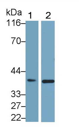 Monoclonal Antibody to Clusterin (CLU)