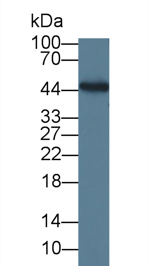 Monoclonal Antibody to Interleukin 19 (IL19)