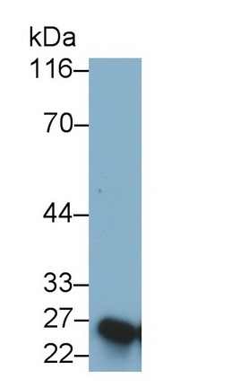 Monoclonal Antibody to Placental Lactogen (PL)