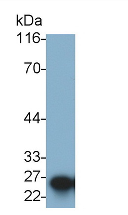 Monoclonal Antibody to Placental Lactogen (PL)