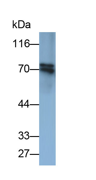 Monoclonal Antibody to Chromogranin A (CHGA)