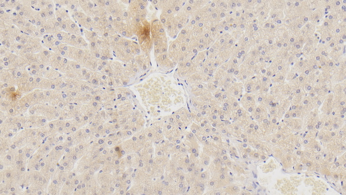 Monoclonal Antibody to Plasminogen (Plg)