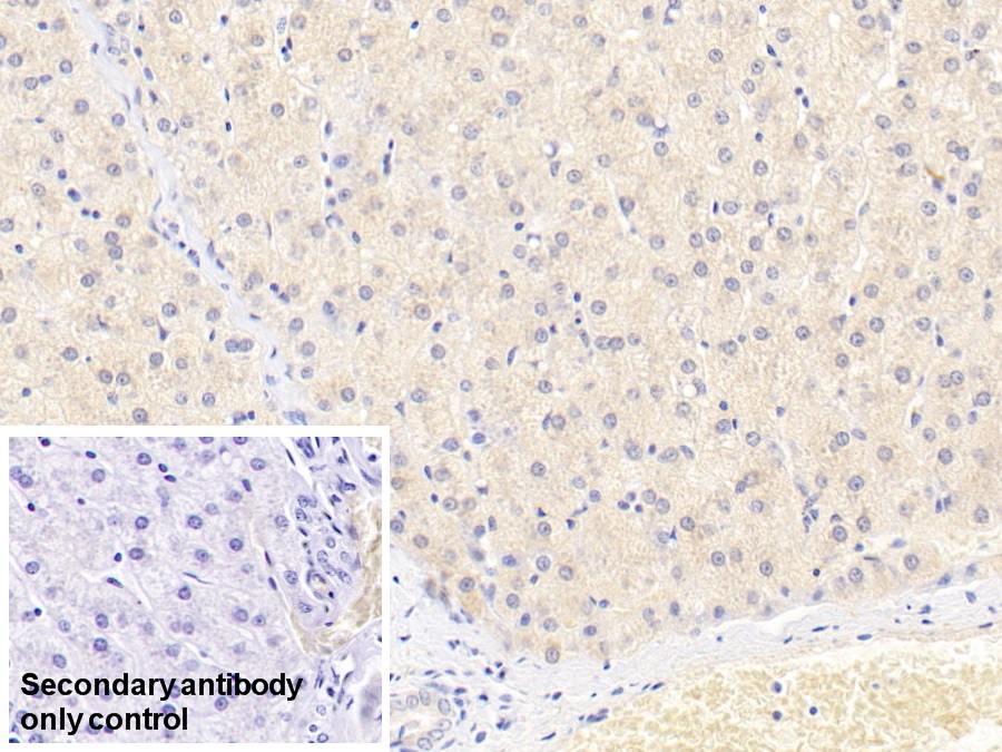 Monoclonal Antibody to Plasminogen (Plg)