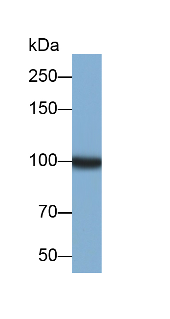 Monoclonal Antibody to Plasminogen (Plg)