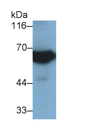 Monoclonal Antibody to Cluster Of Differentiation 73 (CD73)