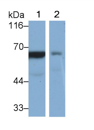 Monoclonal Antibody to Cluster Of Differentiation 73 (CD73)