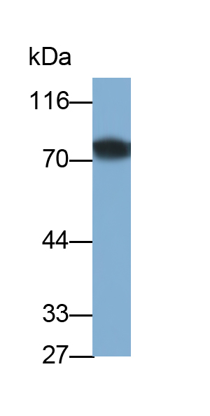 Monoclonal Antibody to Cluster Of Differentiation 73 (CD73)