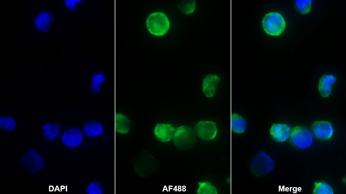 Monoclonal Antibody to Fc Fragment Of IgG Low Affinity IIIb Receptor (FcgR3B)